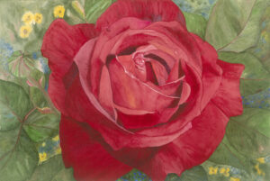 beautiful red rose - mothers' day card